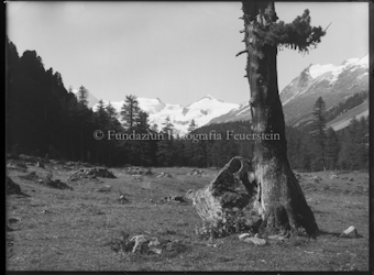 Chapütschin mit Baum und Stein rechts