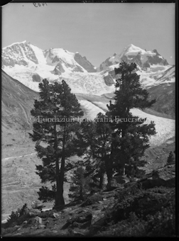 Piz Bernina und Roseg mit Arvengruppe