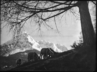Schafbild (der erste Weidgang auf den Bergen; Vorfrühling in den Bergen)