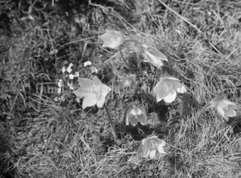 Anemonen im Nationalpark