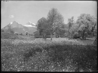 Frühlingswiese bei Ragaz mit Gonzen