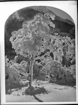 Wintermärchen, Raureif Bäume mit Kappe
