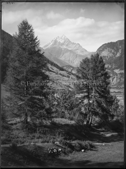 Piz Linard von Zernez aus, vorne zwei Bäume