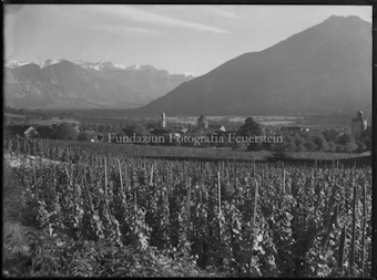 Maienfeld, Weinberge