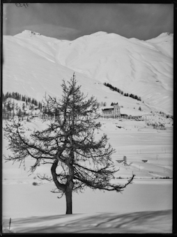 Zuoz Winter Castell Baum im Vordergrund