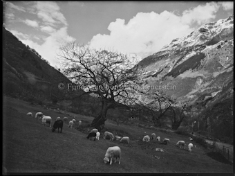 Mesocco mit Schafherde