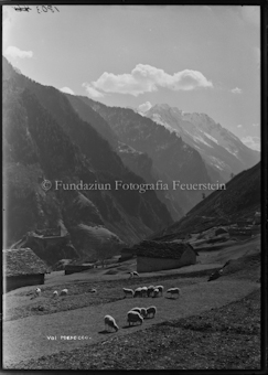 Mesocco Schafherde mit Ruine und Steinhütte