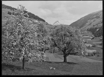 Waltensburg Frühling Blick gegen Tödi