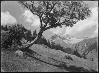 Motiv bei Sedrun, Baum schräg im Bild