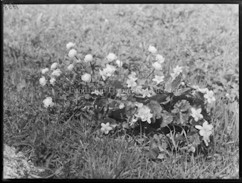 Nationalpark Trollblumen