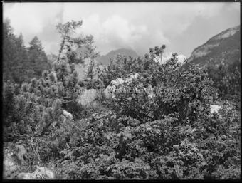 Nationalpark Alpenrosenstauden