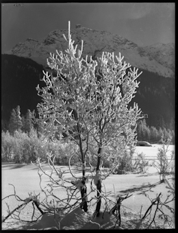 Wintermotiv