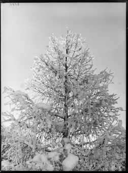 Wintermotiv