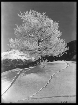 Wintermotiv