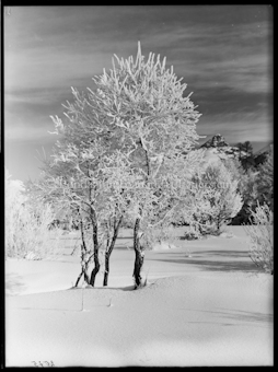 Wintermotiv