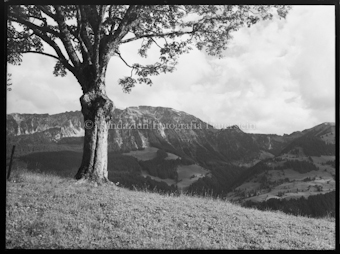 Weissenberg schöne Landschaft Baum rechts