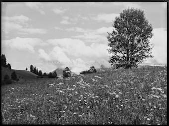Weissenberg schöne Landschaft blühende Wiese