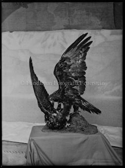 Nationalparkmuseum Steinadler im Zweikampf