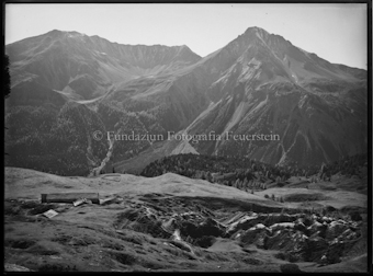 Cierfs Alp da Munt
