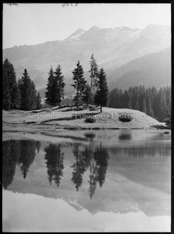 Lenzerheide mit Tannen mitte Bild