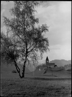 Kirche St. Cassian bei Sils (Domleschg) Birke im Vordergrund