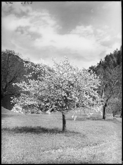 Blütenbaum bei Sils, Domleschg