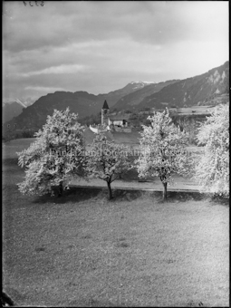 Kirche St. Cassian bei Sils Birke im Vordergrund