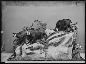 Nationalparkmuseum Gämsgruppe