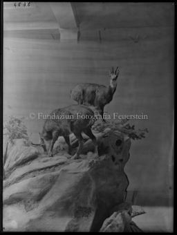 Nationalparkmuseum Gämsgruppe 