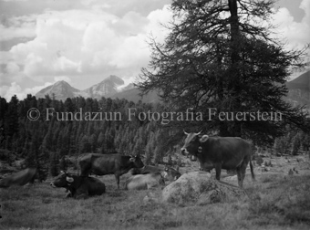 Kuhherde mit Piz Julier im Hintergrund
