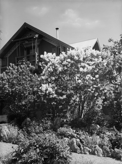 Haus Maler Stocker mit Blütenbaum