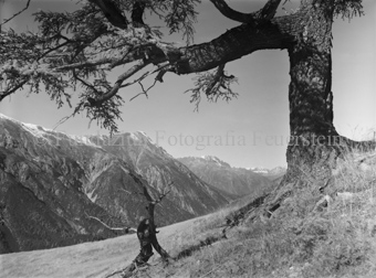 Nationalpark, Baum auf der Alp la Schera, gegen Piz Murter