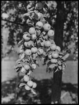 Apfelbaum Aufnahme in Plankis bei Chur