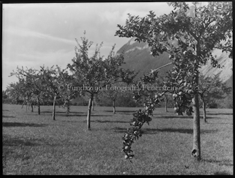 Apfelbaum Aufnahme in Plankis bei Chur