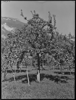 Apfelbaum Aufnahme in Plankis