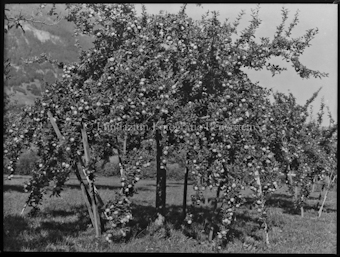 Apfelbaum Aufnahme bei Plankis bei Chur