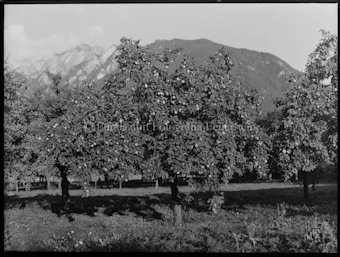 Apfelbaum Aufnahme bei Plankis bei Chur
