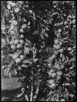 Apfelbaum Aufnahme bei Plankis bei Chur