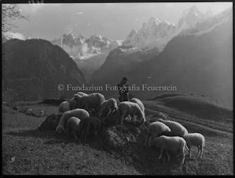 Bergell Soglio Bondascagruppe Schafherde