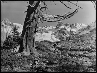 Nationalpark, Tamangur, Starlexgruppe