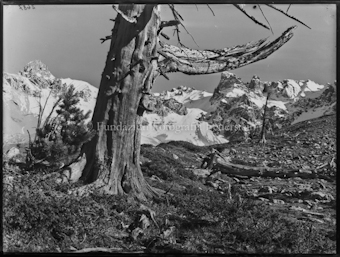 Nationalpark, Tamangur, Starlexgruppe