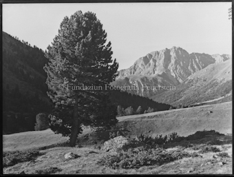 Nationalpark, Tamangur, Piz Madlein mit Arve