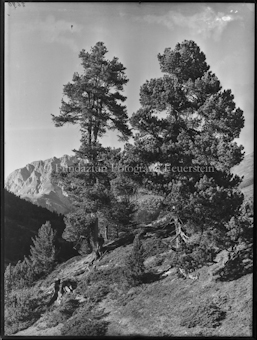 Nationalpark Arven im Tamangur