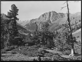 Nationalpark Urwald Tamangur Blick Piz Madlein