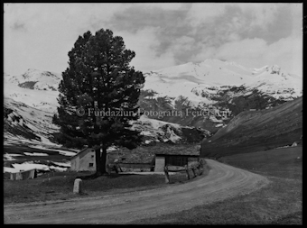 Julierpass, Motiv, einzelne Arve mit Bergkette