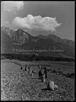 Kartoffelernte bei Malans