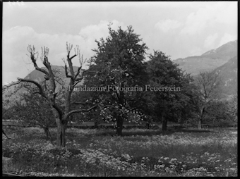 Cazis, Motiv, Blütenbäume