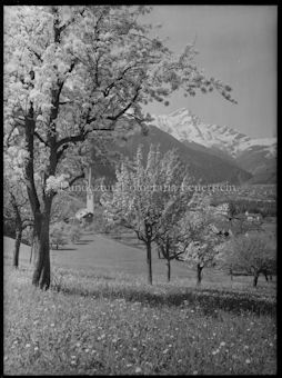 Sils Domleschg mit Beverin Blütenbild