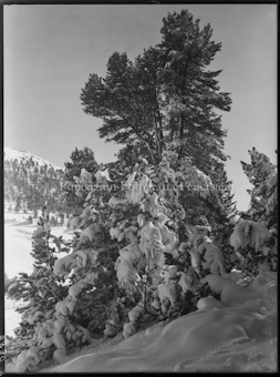 Winter S-charl erster Schnee Praditschöl