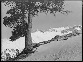 Winter S-charl Starlexgruppe von Schombrina